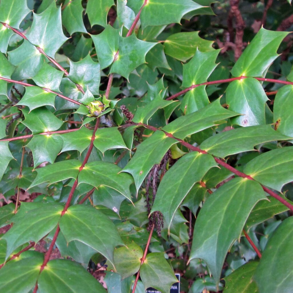 Compound leaf with leaflets sessile on the rachis and a 1-1.5" long petiole of Berberis bealei (leatherleaf mahonia).
