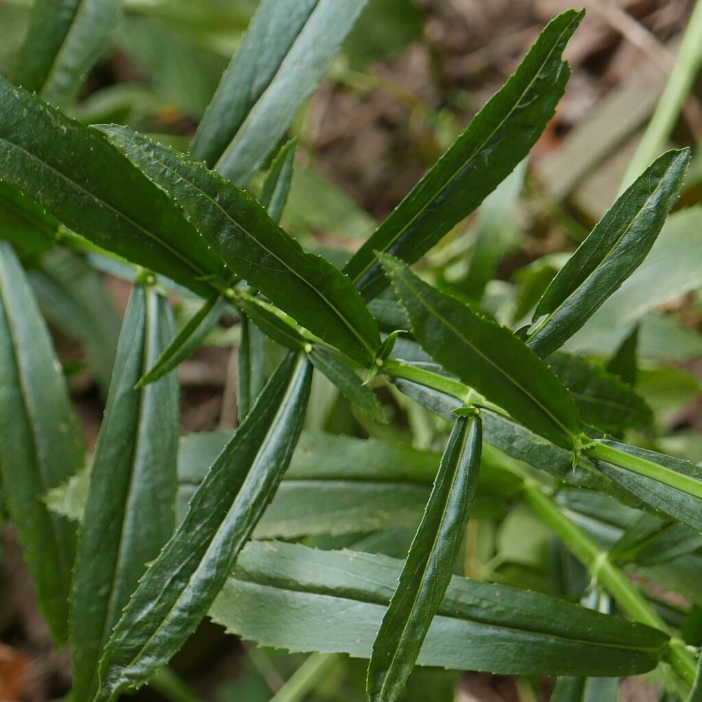 Opposite, sessile, lanceolate leaves of native Physostegia virginiana