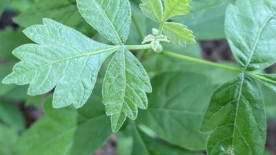 Sessile to sub-sessile leaves of Rhus aromatica