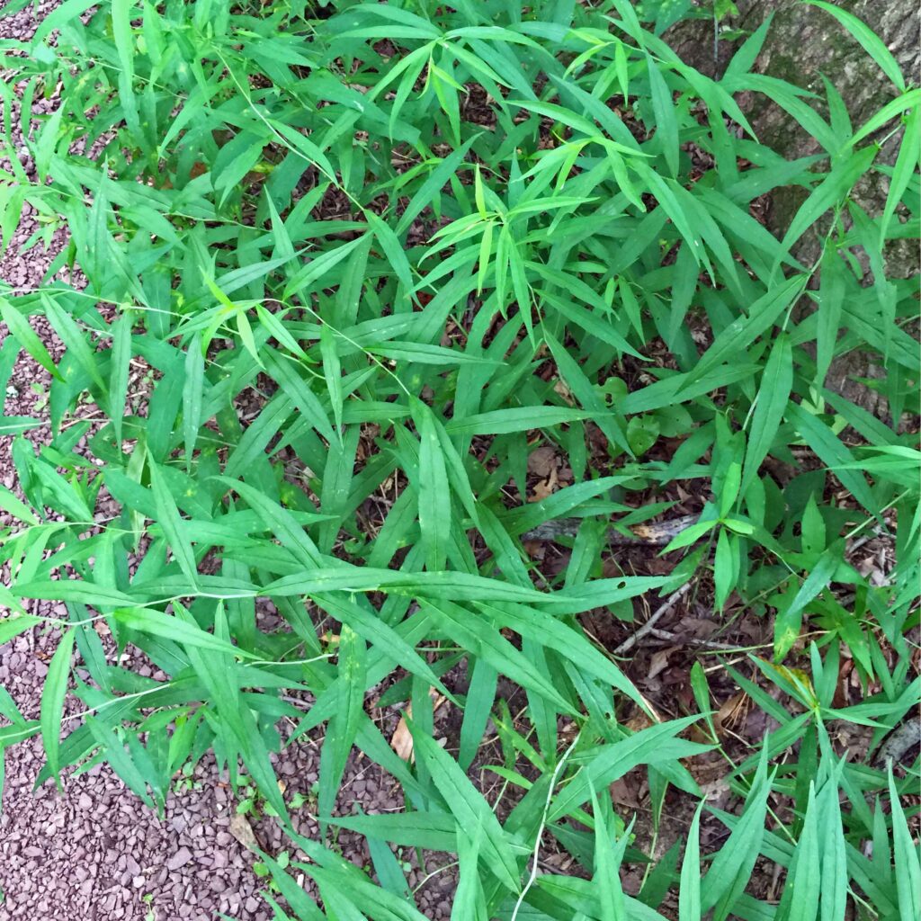 Lanceolate, sessile leaves of native Solidago caesia