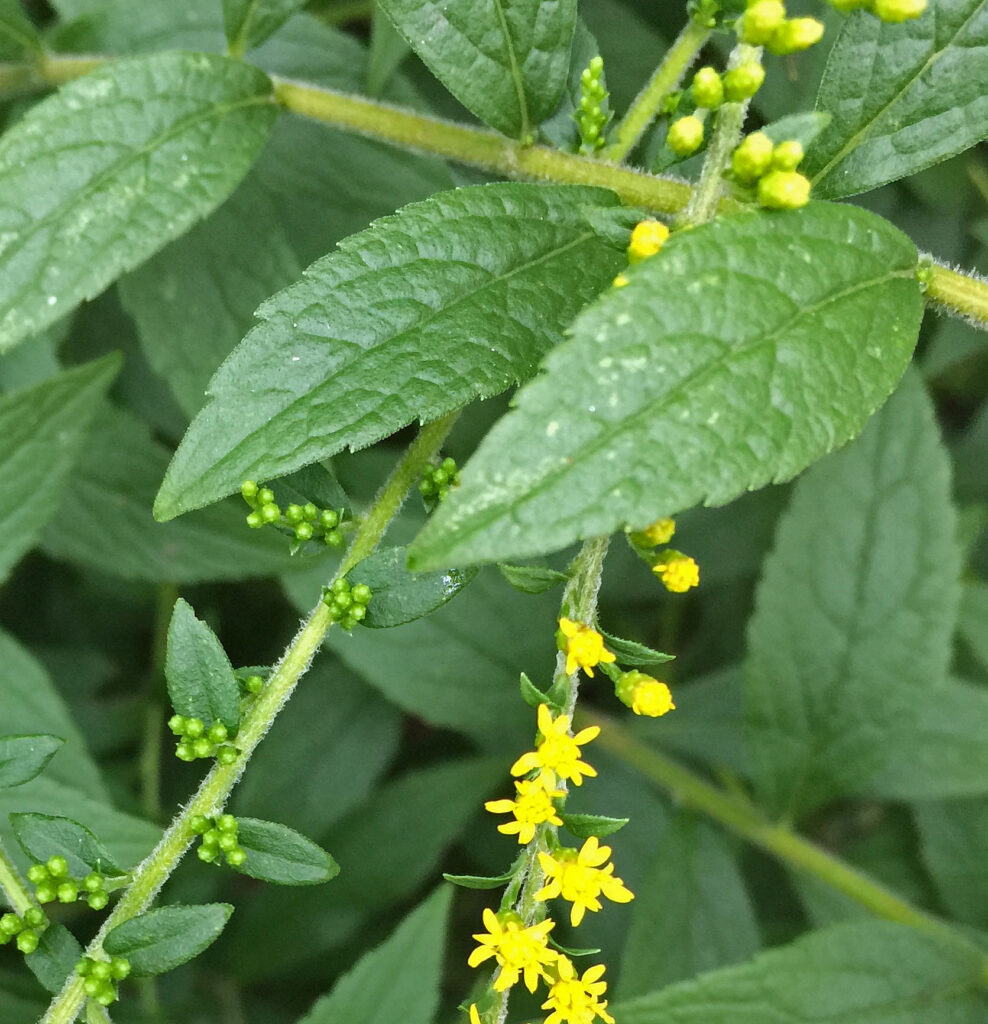 Sessile to sub-sessile leaves of nativar Solidago rugosa (rough-stemmed goldenrod) 'Fire Works.'