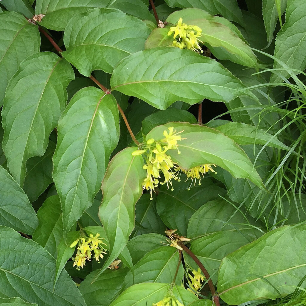 Sessile leaves of Diervilla sessilifolia (bush honeysuckle)