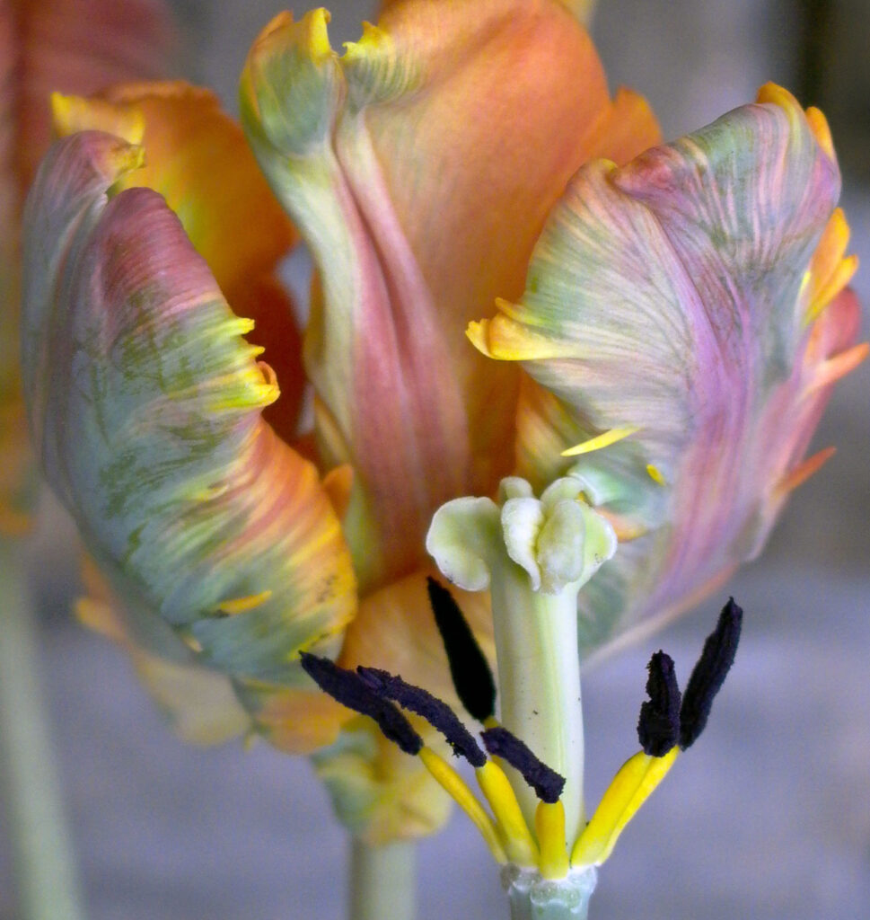 Sessile trifid stigma without a style of Tulipa gesneriana (Parrot Division 10).