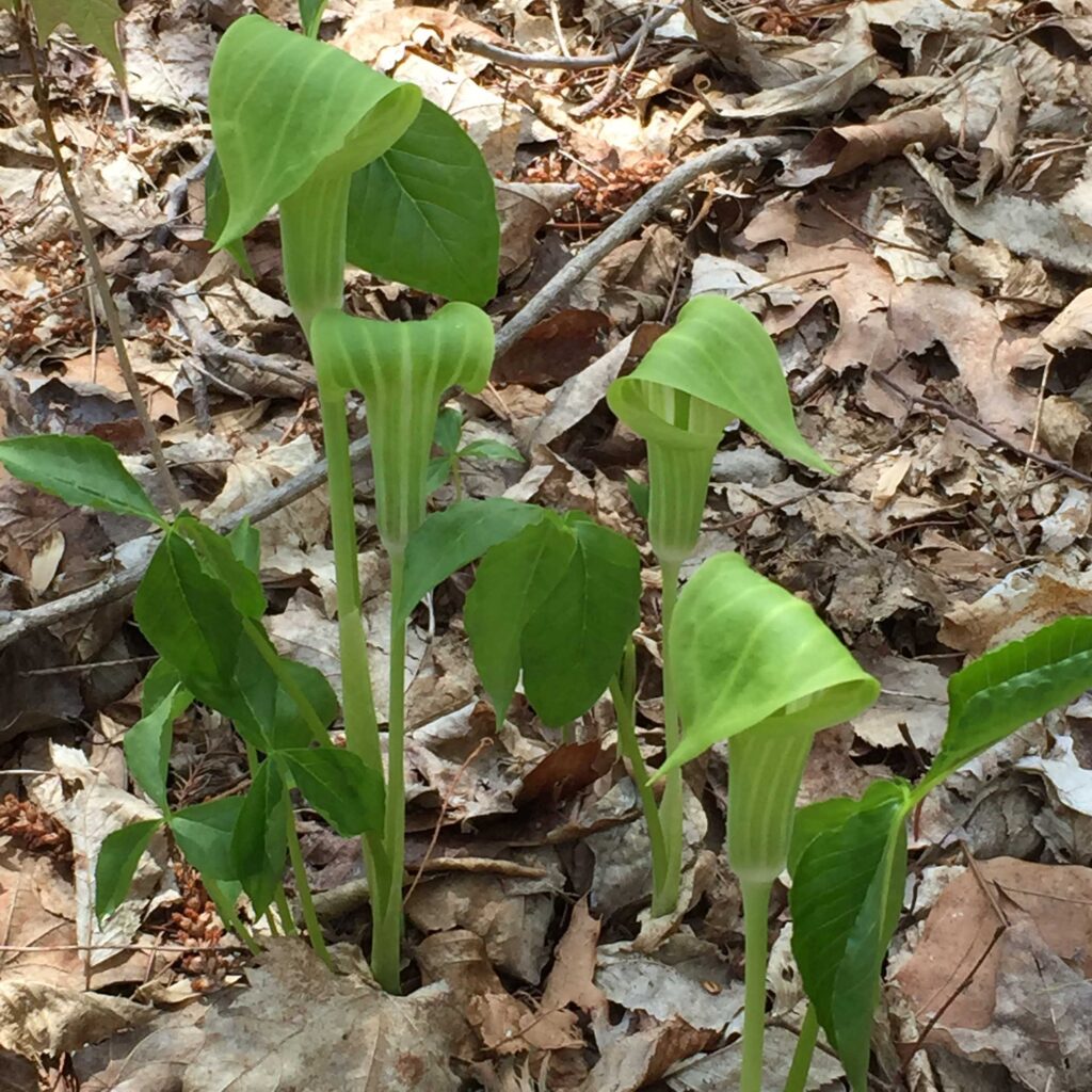 The green, hooded, tubular, leaf-like spathe of Arisaema triphyllum (Jack-in-the-Pulpit) protects the spadix.