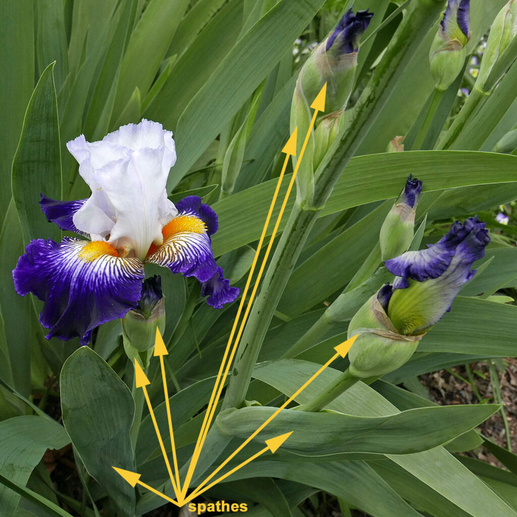 Green, fleshy spathes of Iris germanica (bearded iris) at various stages of development.