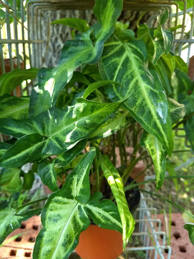 Syngonium podophyllum (arrowhead)