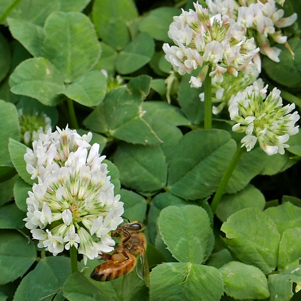 Trifolium repens with European honey bee