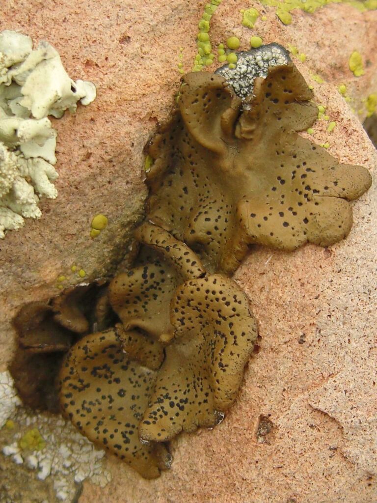 The holdfasts of foliose lichen Umbilicaria phaea attach like an umbilcal cord as reflected in its Latin name. by Jason Hollinger CC BY 2.0