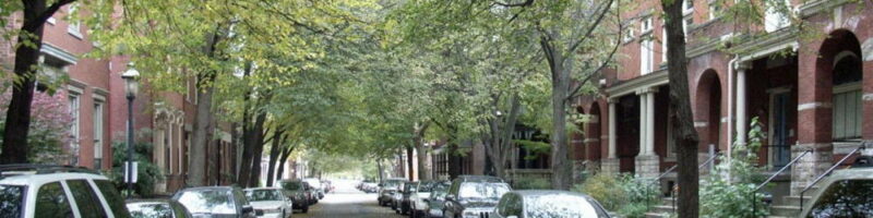 trees in a city street