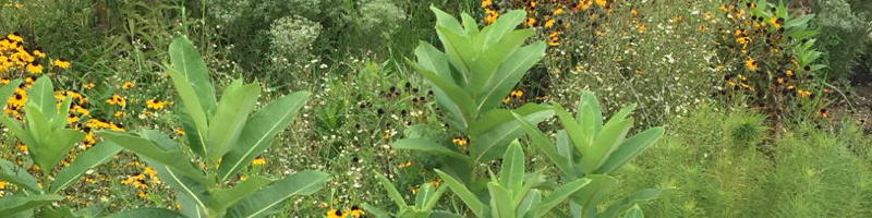 For example, common milkweed (Asclepias syriaca) has been able to adapt and thrive despite the increased temperatures of cities like Washington, DC, and even to extend its range southward.