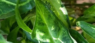 Syngonium podophyllum (arrowhead)
