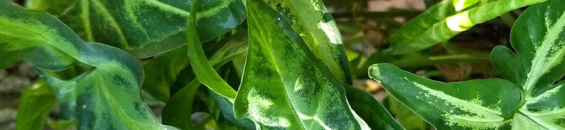 Syngonium podophyllum (arrowhead)