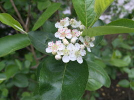 Aronia melanocarpa (Black Chokeberry) flowers for pollinators in April
