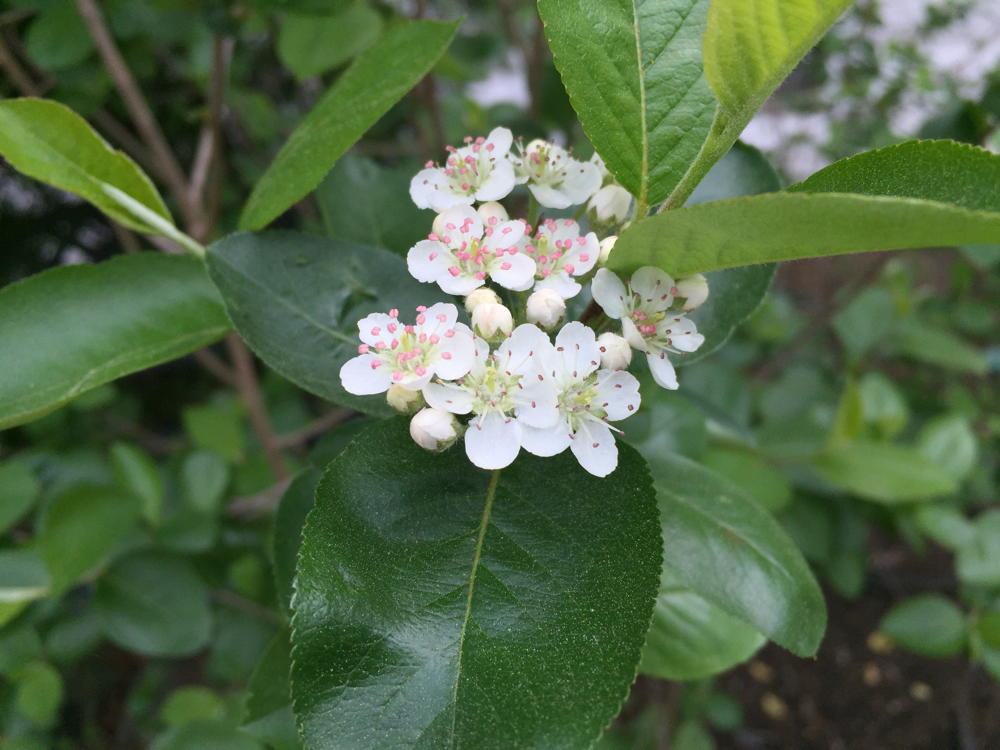Aronia melanocarpa (Black Chokeberry) flowers for pollinators in April