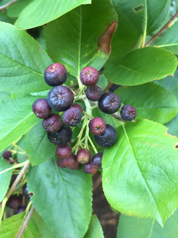 Aronia melanocarpa (Black Chokeberry) fruit in July
