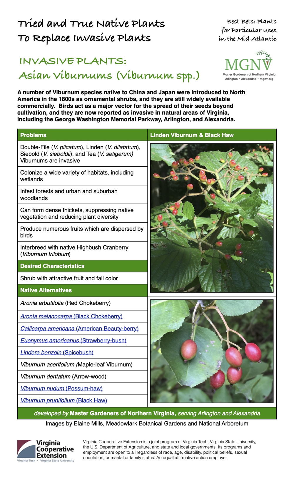 Invasive Asian Viburnum Fact sheet