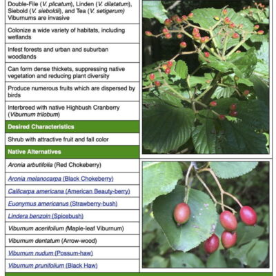 Asian Viburnum Fact Sheet table