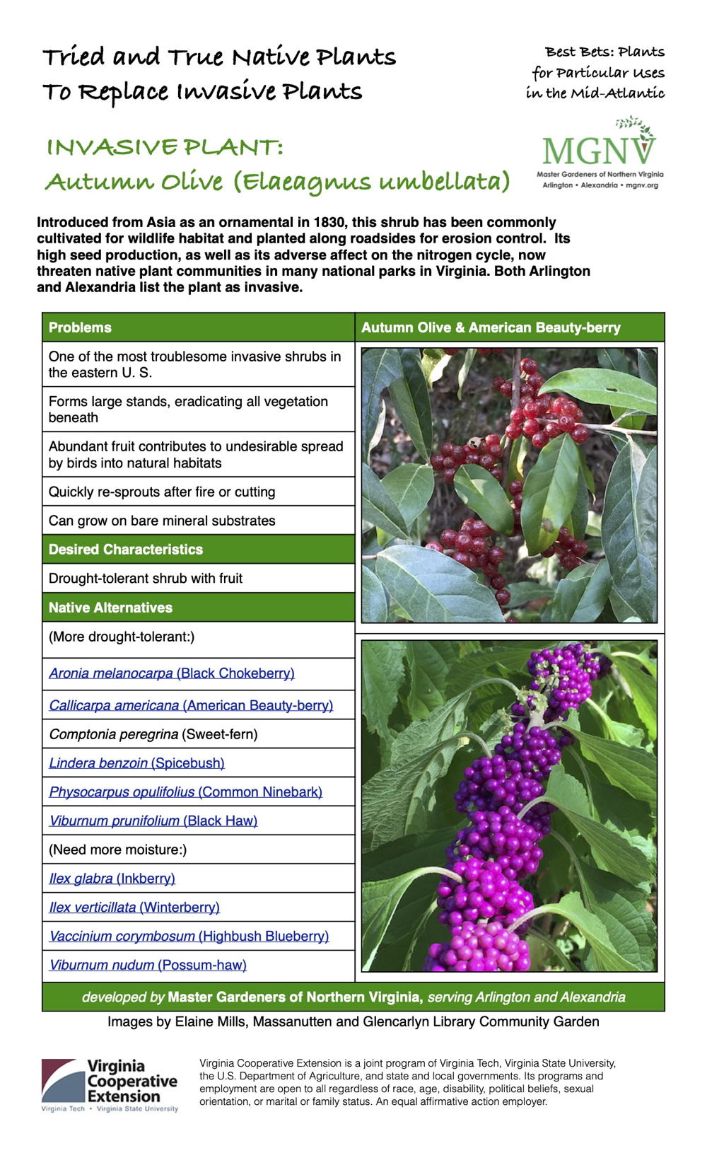 Invasive autumn olive fact sheet