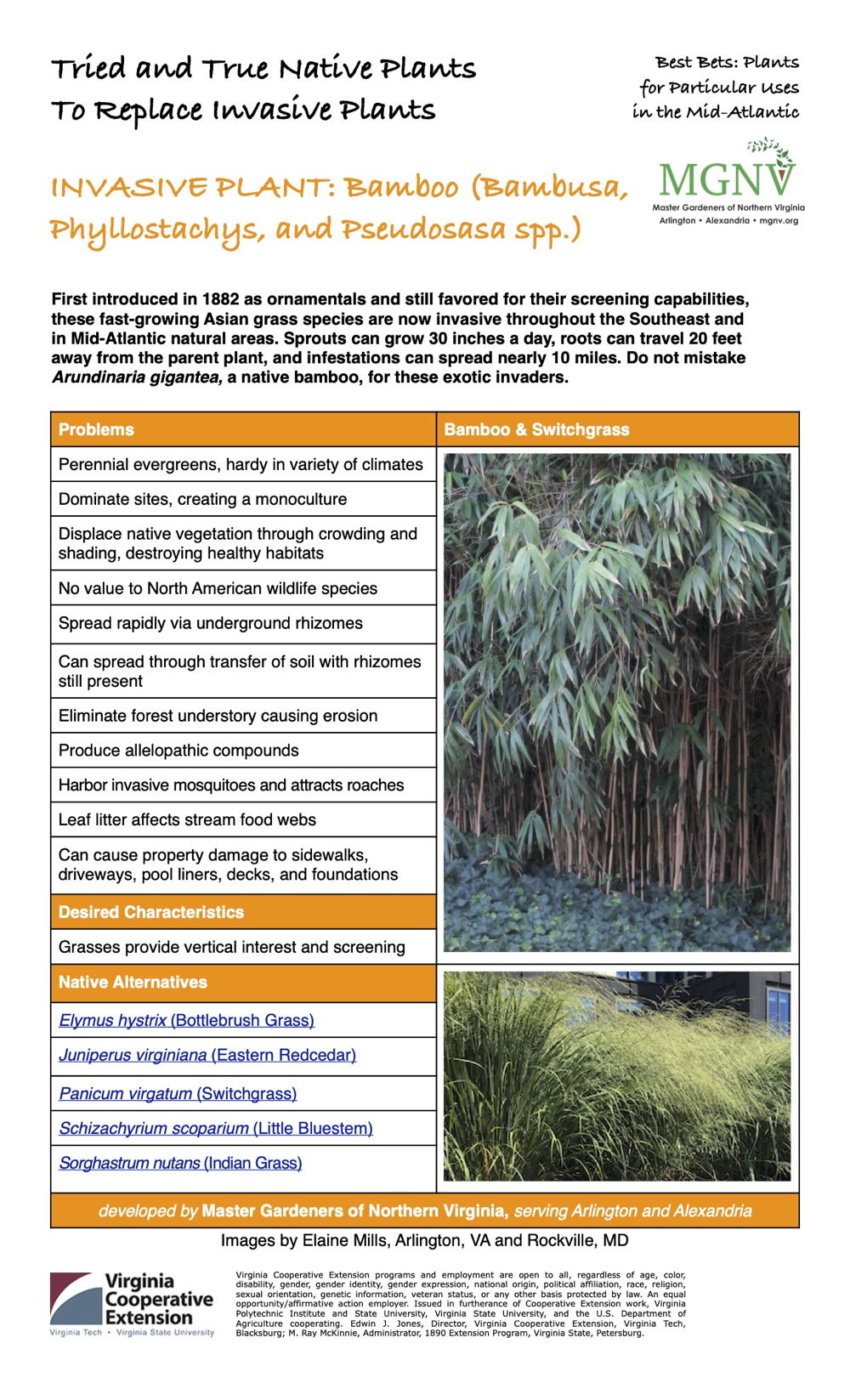 Bamboo Invasive Plant Factsheet