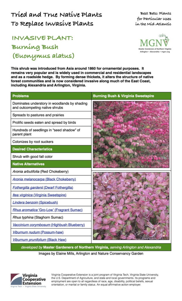 Burning Bush Fact Sheet