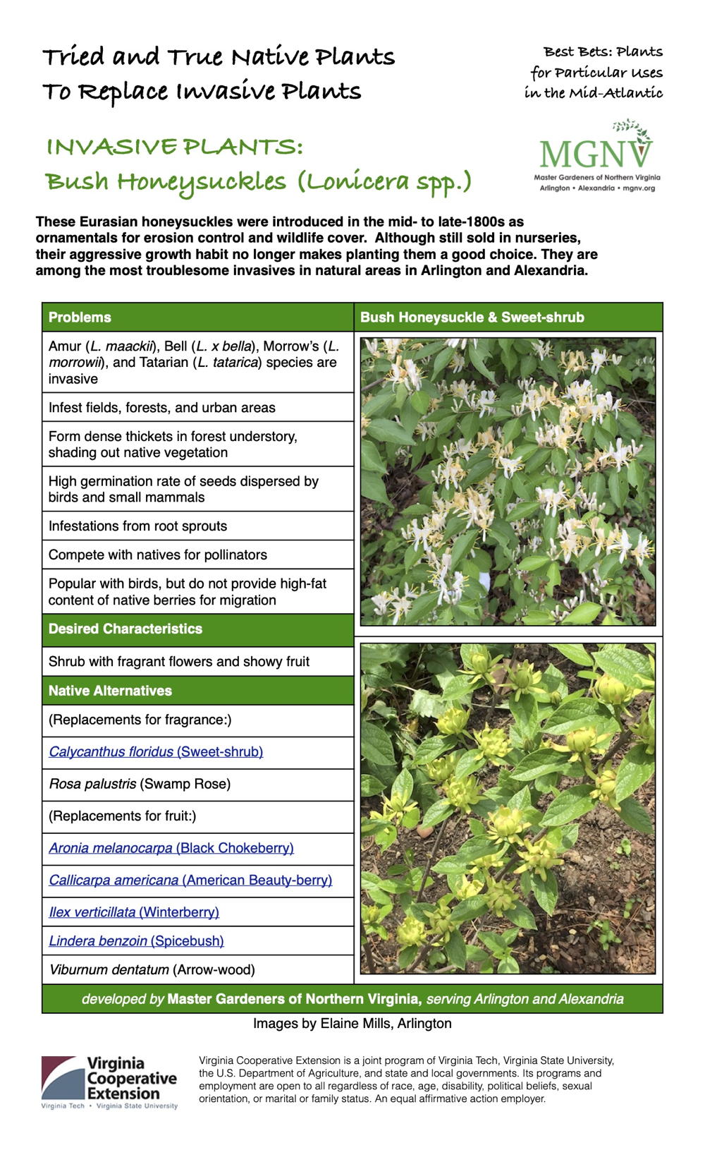 invasive Bush Honeysuckle fact sheet