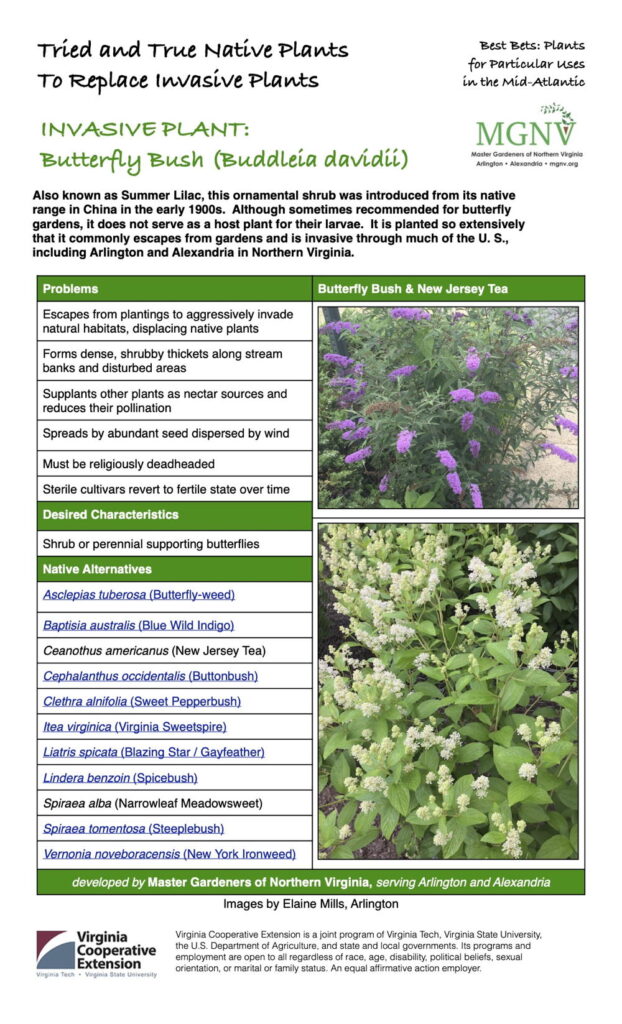 Butterfly bush Fact sheetInvasive