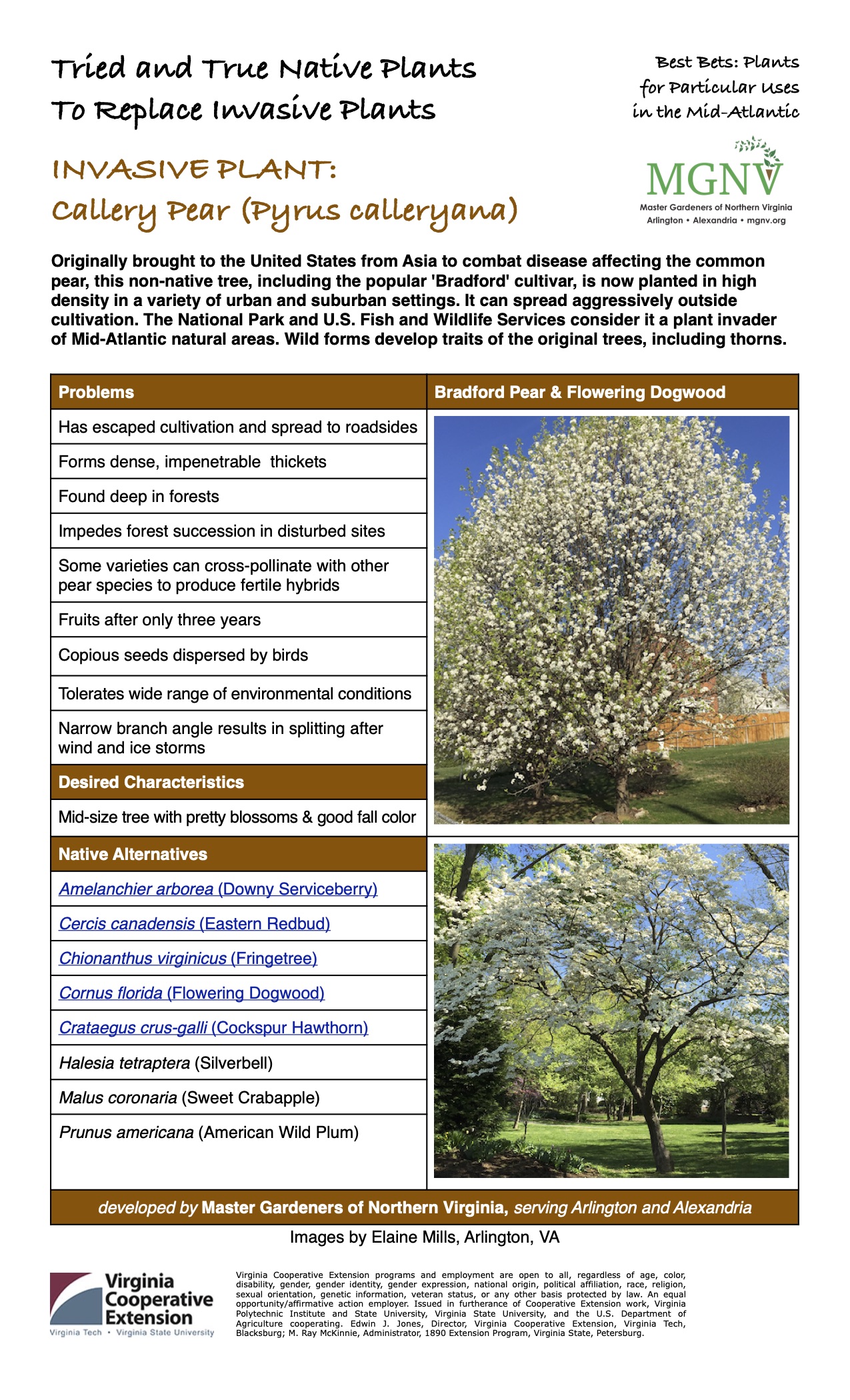 Invasive Callery Pear Factsheet