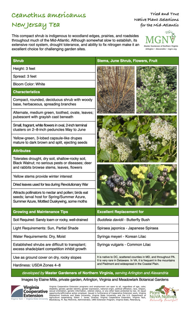 Ceanothus americanus Shrub Stems, June Shrub, Flowers, Fruit
Height: 3 feet
Spread: 3 feet
Bloom Color: White
Characteristics
Compact, rounded, deciduous shrub with woody base, herbaceous, spreading branches
Alternate, medium green, toothed, ovate, leaves; pubescent with grayish cast beneath
Small, fragrant, white flowers in oval, 2-inch terminal clusters on 2–8-inch peduncles May to June
Yellow-green, 3-lobed capsule-like drupes mature to dark brown and split, ejecting seeds
Attributes
Tolerates drought, dry soil, shallow-rocky soil, Black Walnut; no serious pests or diseases; deer and rabbits browse stems, leaves, flowers
Yellow stems provide winter interest
Dried leaves used for tea during Revolutionary War
Attracts pollinators to nectar and pollen; birds eat seeds; larval host for Spring/Summer Azure,
Summer Azure, Mottled Duskywing, some moths
Growing and Maintenance Tips 
Soil Required: Sandy loam or rocky, well-drained 
Light Requirements: Sun, Partial Shade 
Water Requirements: Dry, Moist 
Established shrubs are difficult to transplant; excess shade/plant competition inhibit growth
Use as ground cover on dry, rocky slopes It is native to DC, scattered counties in MD, and throughout PA.
Hardiness: USDA Zones 4–8
Excellent Replacement for Buddleia davidii – Butterfly Bush, Spiraea japonica - Japanese Spiraea, Syringa meyeri - Korean Lilac, Syringa vulgaris - Common Lilac