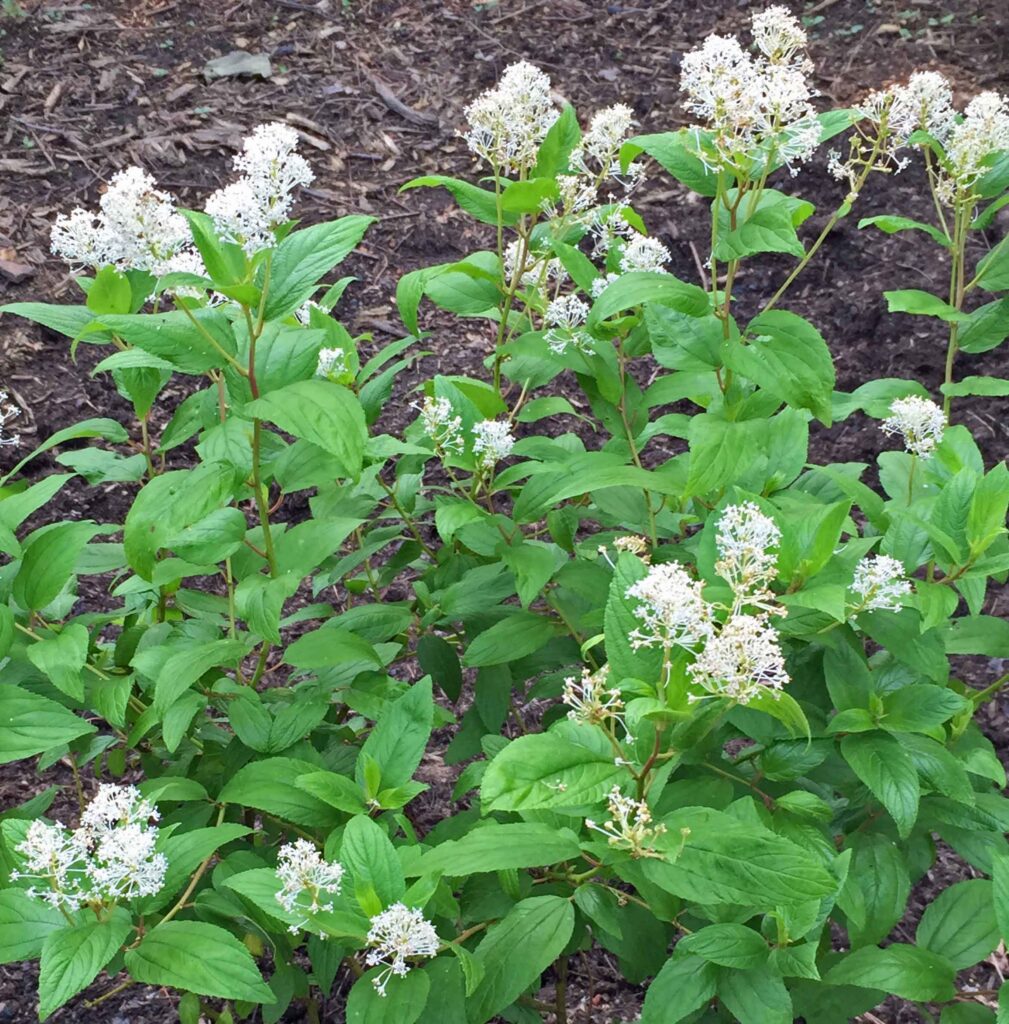 Ceanothus americanus (New Jersey Tea) flowers