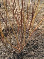 Ceanothus americanus (New Jersey Tea) colorful stems in April.