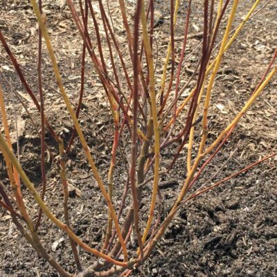 Ceanothus americanus (New Jersey Tea) colorful stems in April.