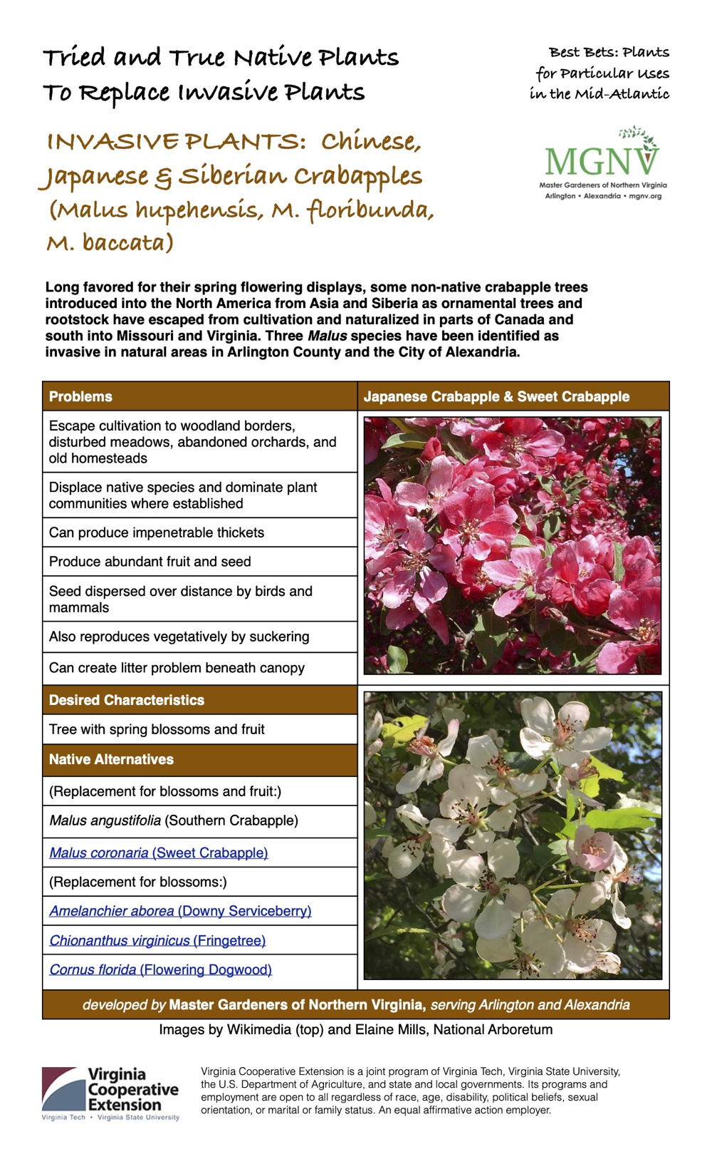 Invasive Chinese Japanese & Siberian Crabapples