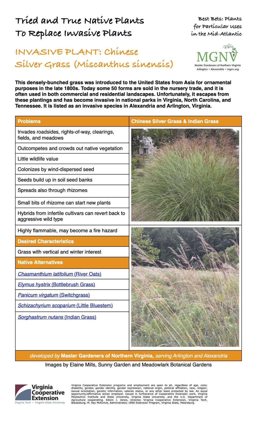 Chinese Silver Grass Factsheet