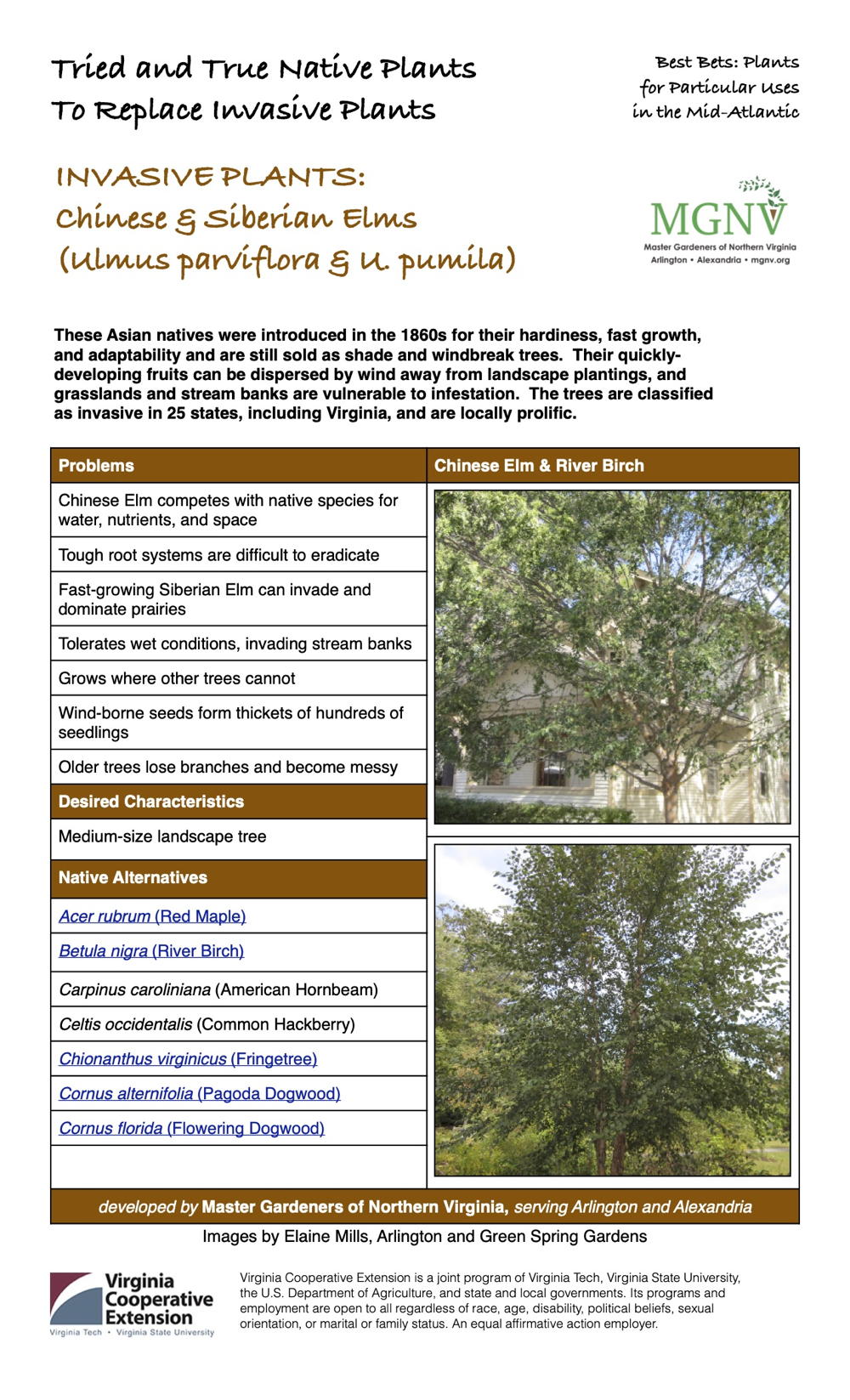 Invasive Chinese and Siberian Elms Factsheet