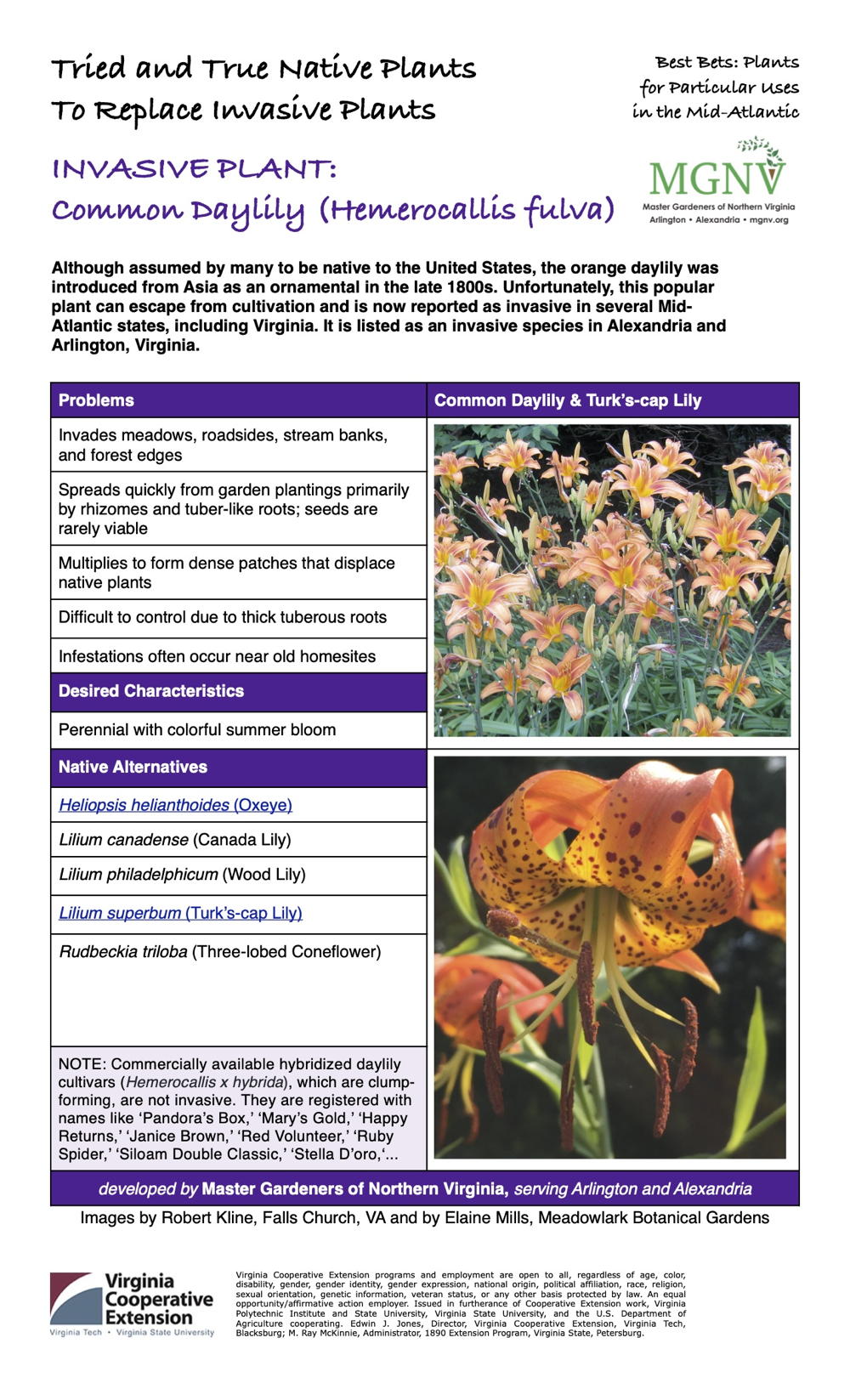 Invasive common daylily fact sheet