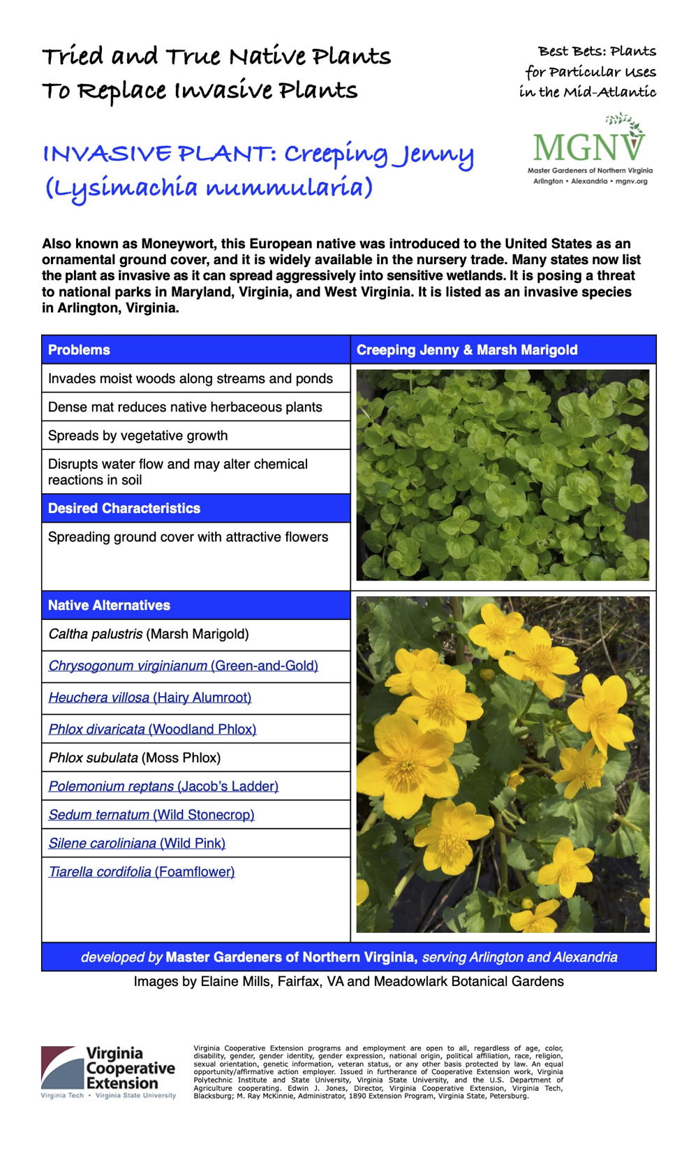Creeping Jenny Factsheet
