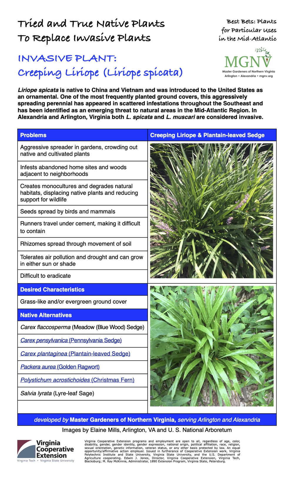 Creeping Liriope Factsheet