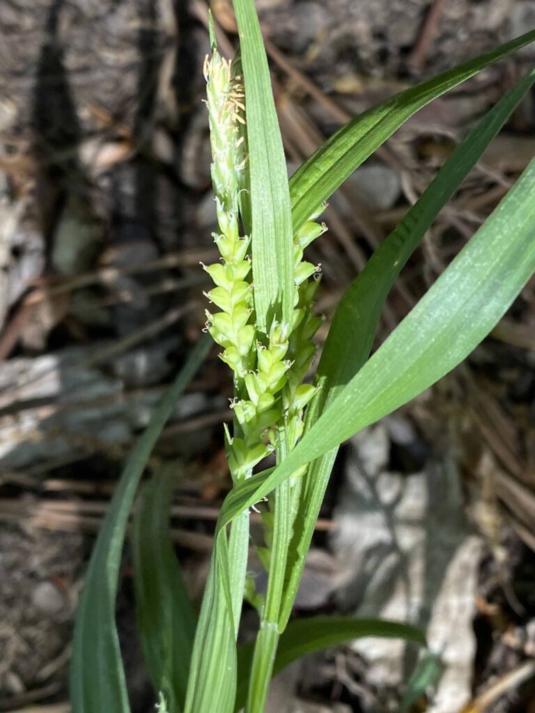 Fertile culms of native Carex blanda