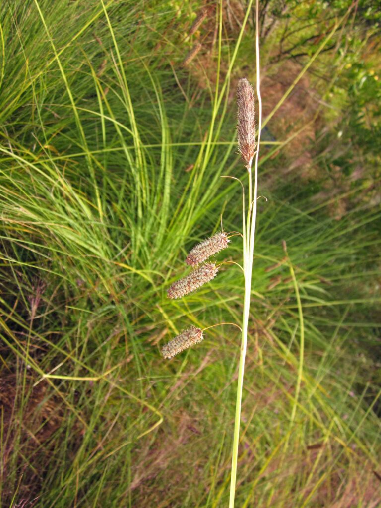 Fertile culms of native Carex blanda