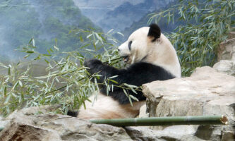 Smithsonian National Zoo’s Tian Tian bites a bamboo culm in half after rejecting the larger culm (showing nodes and hollow internode). Giant bamboos are the tallest of grasses.