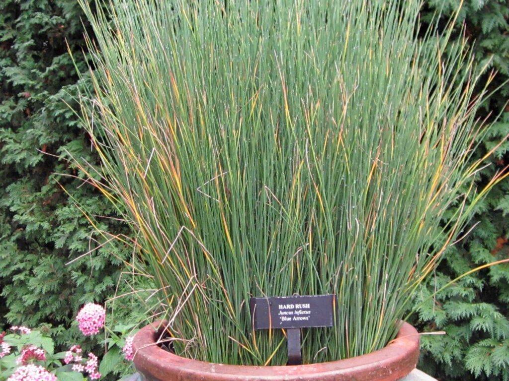 Rounded culms of non-native Juncus inflexus