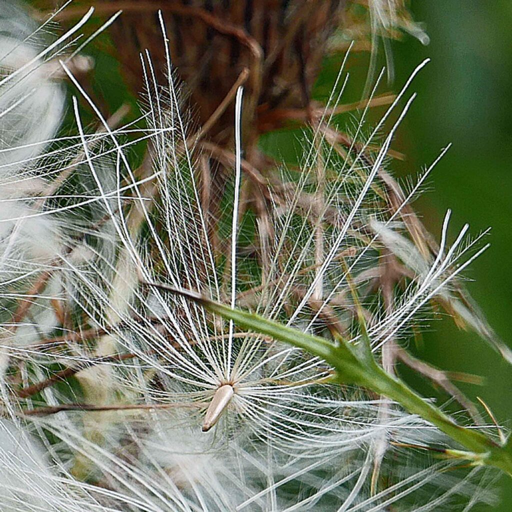 The plumose pappi of native Cirsium discolor (field thistle).