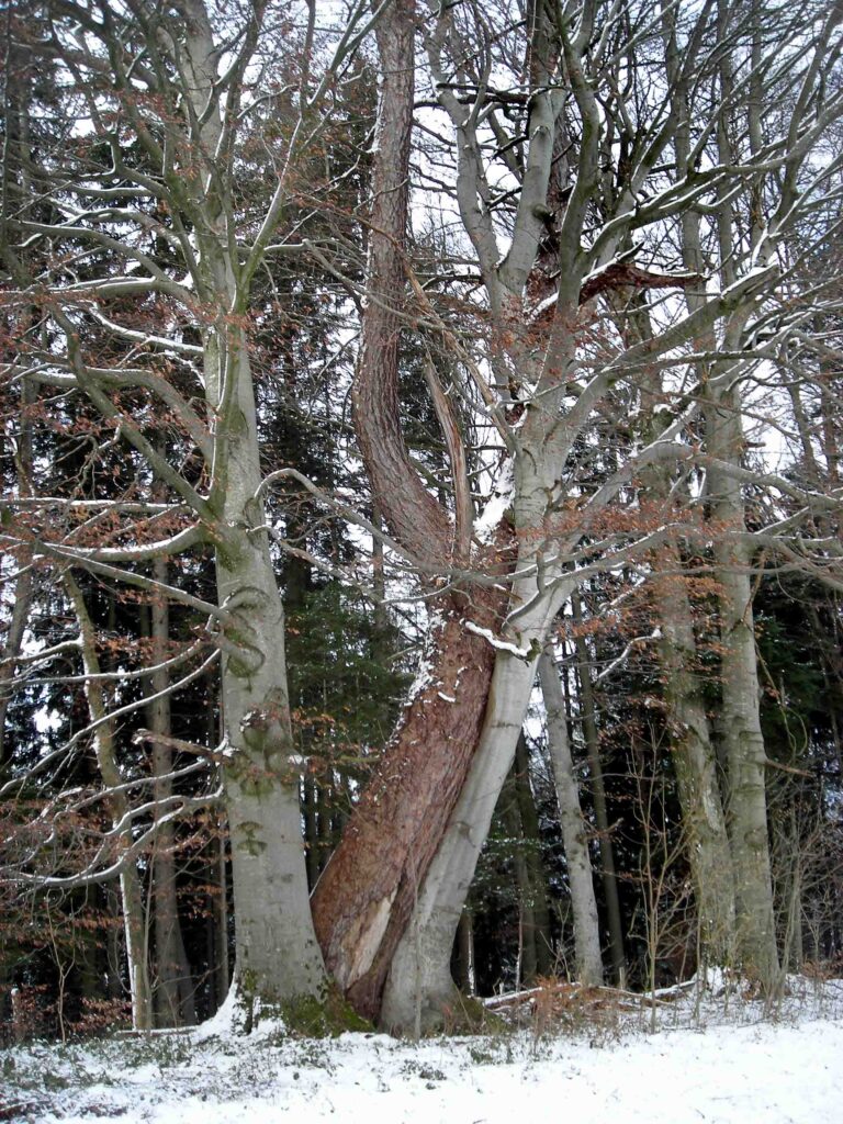 “Married” trees, a term coined by locals, are probably beech and sycamore maple, the two deciduous trees found in Bavarian mixed mountain forests. 