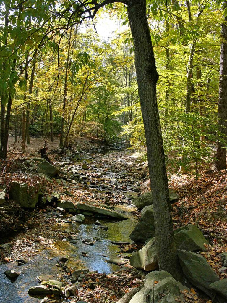 In October, oak, hickory, tulip poplar, blackgum, gray adler, ironwood, and witch hazel drop leaves that will decay and return nutrients to soil along Long Branch Stream.