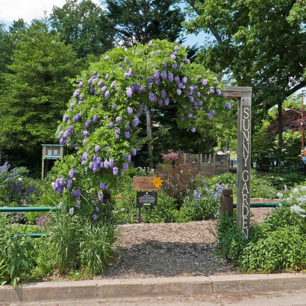 Flowering Wisteria frutescens (American wisteria) at Bon Air Park's Sunny Garden in May.