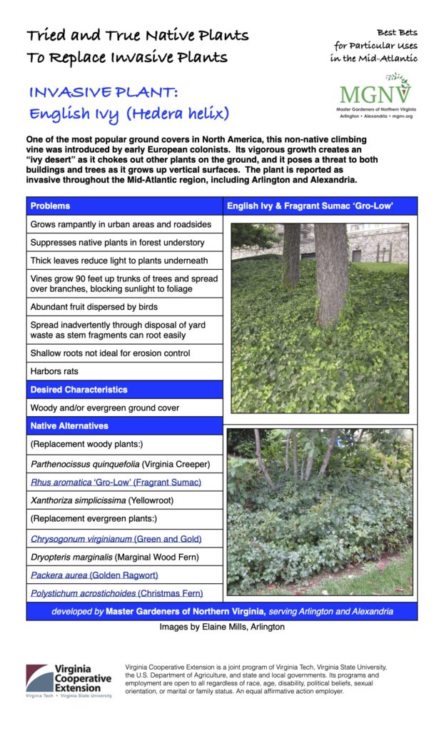 Invasive English Ivy fact sheet