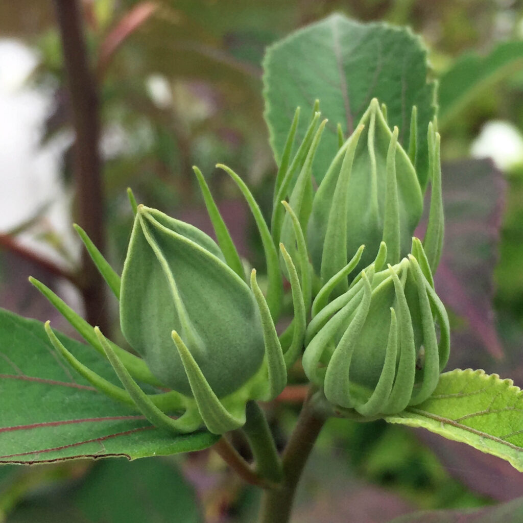 Epicalyxes exterior to flower calyxes of native Hibiscus moscheutos (swamp rose-mallow).