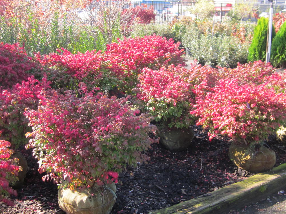 Burning bush is still widely available for sale in nurseries