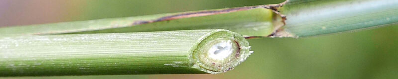 Culm -the stem of grasses, sedges, rushes, and cattails