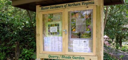 shade garden